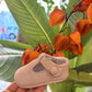 SCARPINE COTTON IN CAMOSCIO INDICE