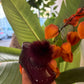 SCARPINE POM PON BORDEAUX INDICE