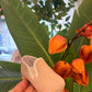 Mocassino COTTON INDICE