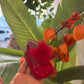 SCARPINE ROSSE PON INDICE