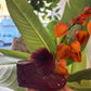 SCARPINE POM PON BORDEAUX INDICE