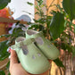 Occhiello verde INDICE CULLA